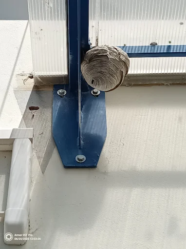Eresz alatt épült lódarázsfészek egy kék fémszerkezet mellett