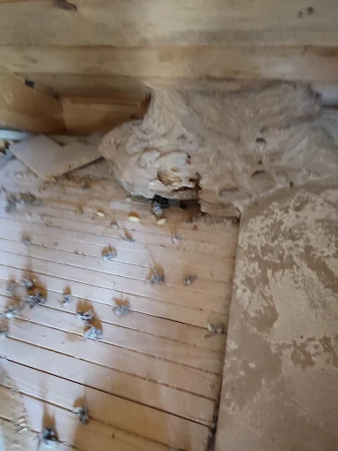 Redőnytokból eltávolított darázsfészek a faburkolat mögött